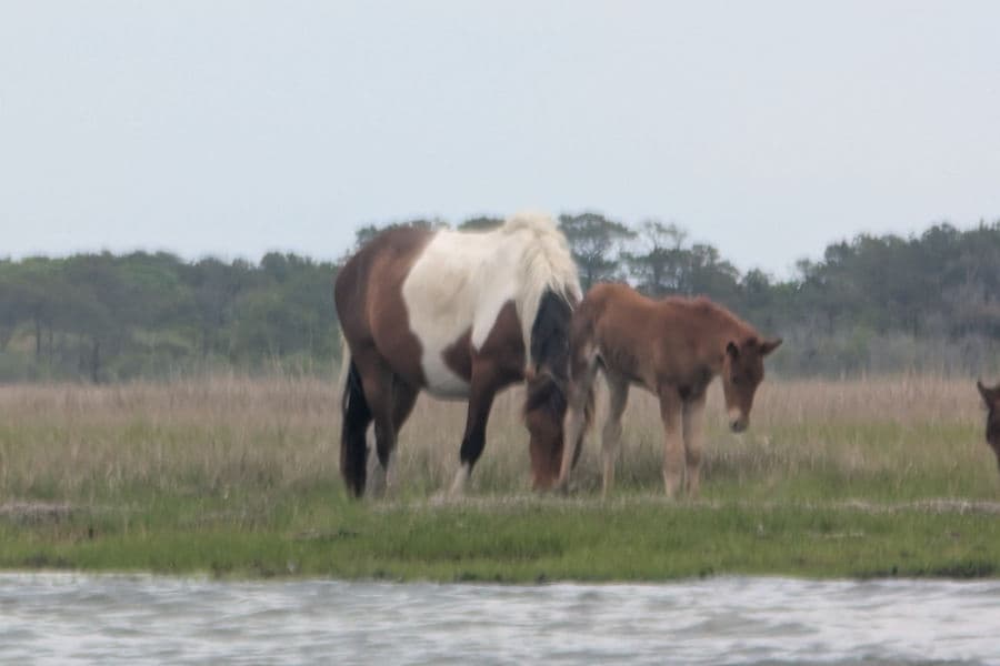Assateague Island National Seashore