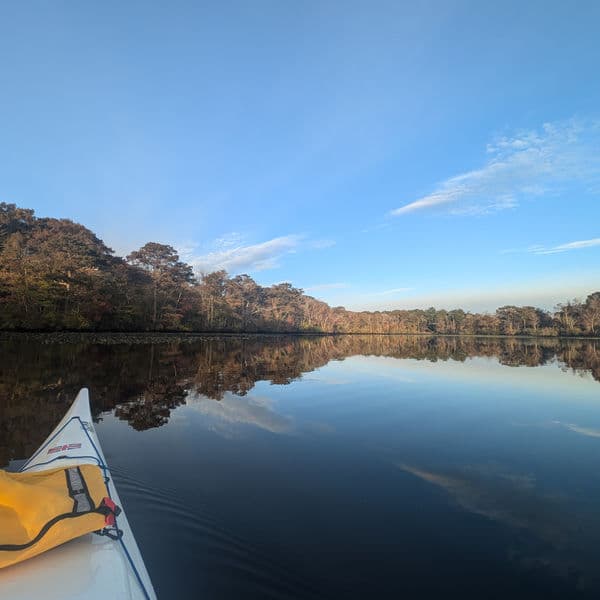 Pocomoke River kayaking through cypress trees