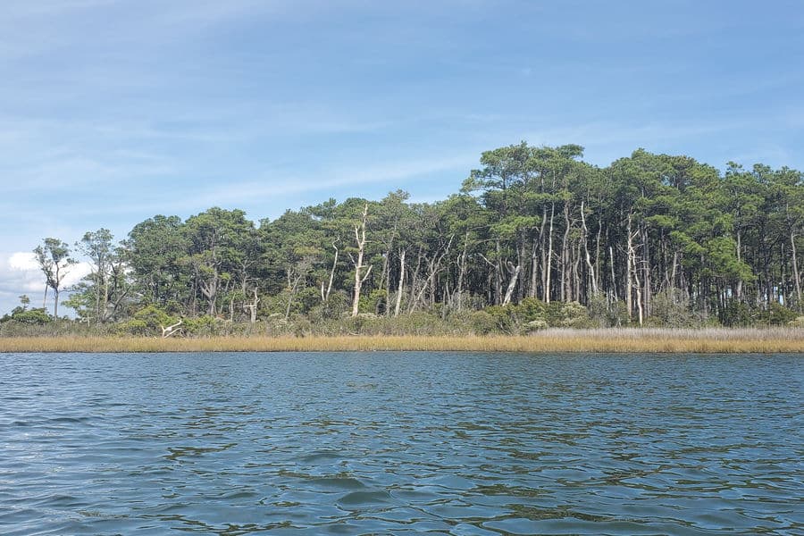 Newport Bay Salt Marsh
